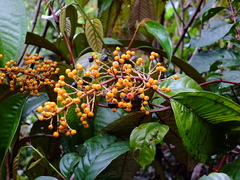 Miconia sagotiana