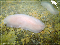 Acotylea