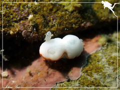 Goniobranchus albonares