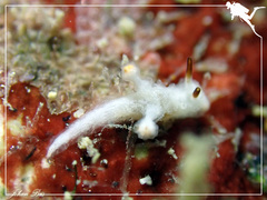 Murphydoris maracabranchia