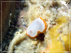 Goniobranchus rubrocornutus