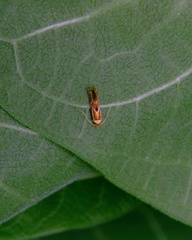 Philonome clemensella