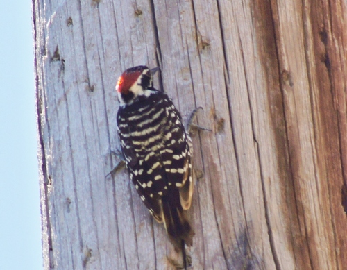Nuttall's Woodpecker, photo 3 of 7