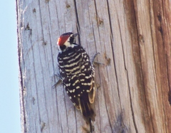 Nuttall's Woodpecker photo 5
