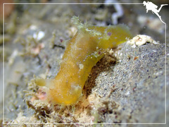 Plocamopherus pecoso