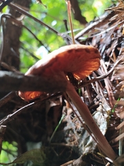 Collybiopsis villosipes