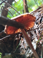 Collybiopsis villosipes