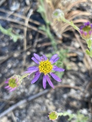 Erigeron breweri