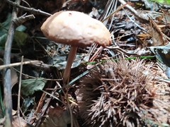 Collybiopsis villosipes