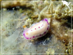 Goniobranchus decorus