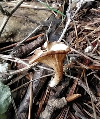 Rhizocybe