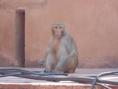 Macaca mulatta