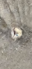Bascanichthys bascanium