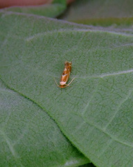 Philonome clemensella