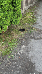 Oryctolagus cuniculus