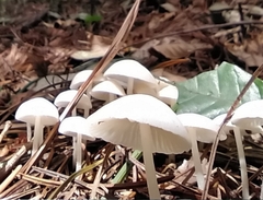 Mycena