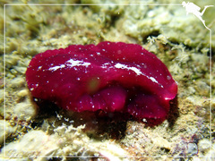 Pseudoceros rubronanus