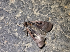 Parabagrotis