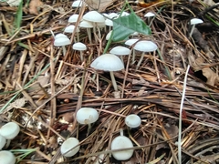 Mycena
