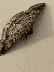 Eudesmeola lawsoni
