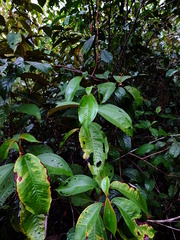 Miconia sagotiana