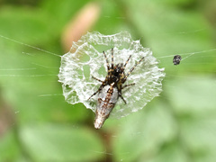 Cyclosa argenteoalba