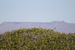 Setophaga petechia castaneiceps