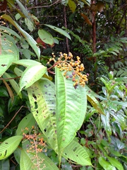 Miconia sagotiana