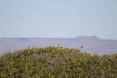 Setophaga petechia castaneiceps