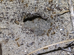 Myrmecocystus testaceus