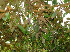 Miconia sagotiana