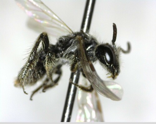 iNaturalist observation photo of Panurginus