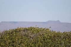 Setophaga petechia castaneiceps