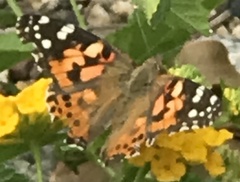 Vanessa cardui
