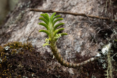 Fernandezia crystallina