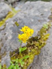 Solidago simplex simplex