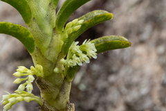 Fernandezia crystallina