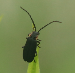 Polemius laticornis