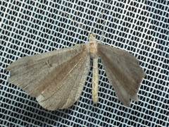 Hedylidae