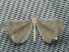 Hedylidae