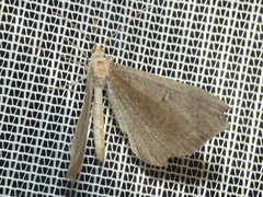 Hedylidae