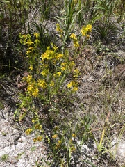 Hypericum fasciculatum