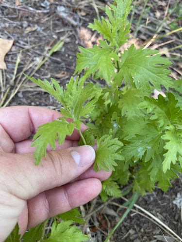 Conoclinium dissectum