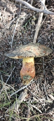 Boletus leptospermi