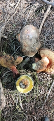 Boletus leptospermi