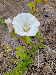 Calystegia macrostegia macrostegia