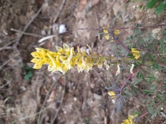 Corydalis