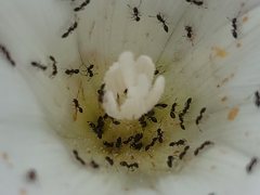 Calystegia macrostegia macrostegia