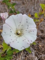 Calystegia macrostegia macrostegia