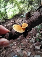 Cyptotrama chrysopepla